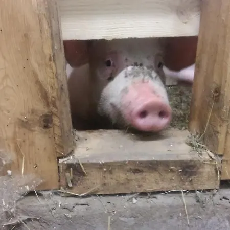 Bauernhof-laimerhof Gospodarstwo agroturystyczne Bad Aussee