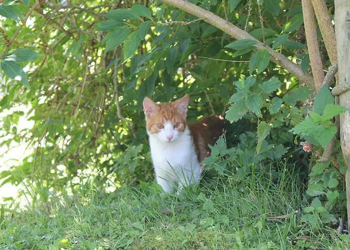 Bauernhof-laimerhof Bad Aussee